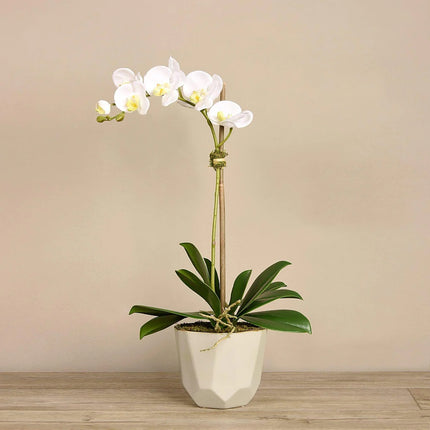Linen Obsession "Sleek Geometric Pot" Orchid Plant in White