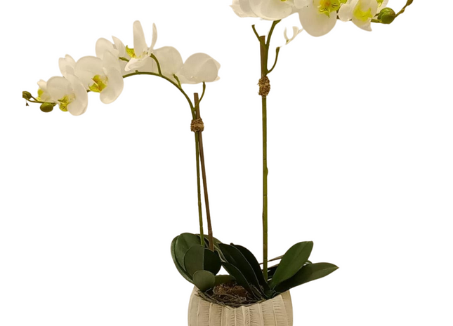 Linen Obsession "3D potted Orchid" Plant