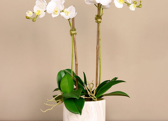 Linen Obsession "Orchid Marble" Plant
