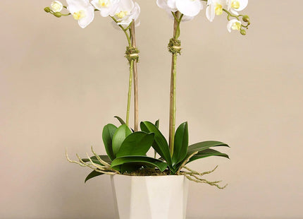 Linen Obsession "Sleek Geometric Pot" Orchid Plant in White