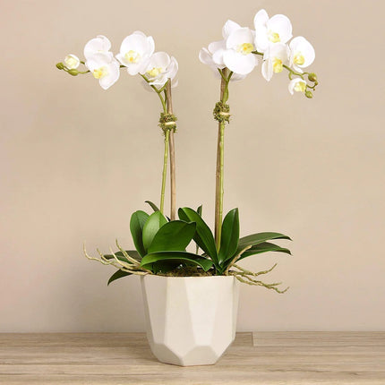 Linen Obsession "Sleek Geometric Pot" Orchid Plant in White