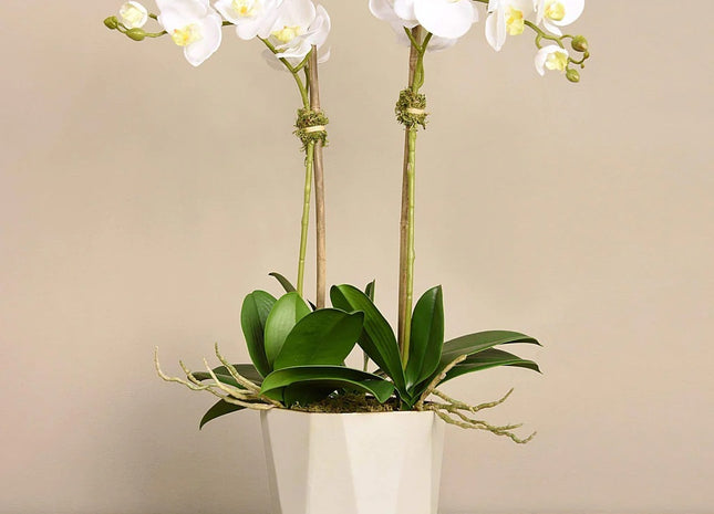 Linen Obsession "Sleek Geometric Pot" Orchid Plant in White