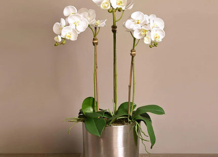 Linen Obsession "Orchid" in Silver Metallic Pot