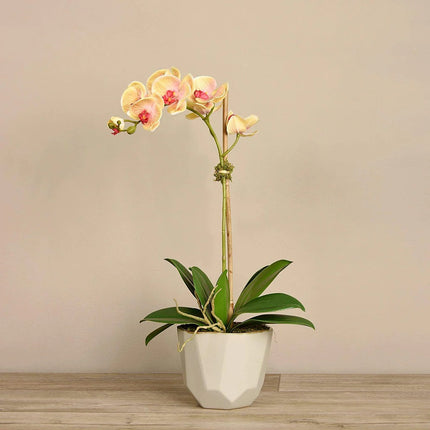 Linen Obsession "Sleek Geometric Pot" Orchid Plant in Yellow