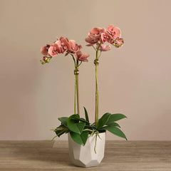Linen Obsession "Sleek Geometric Pot" Orchid Plant in Pink