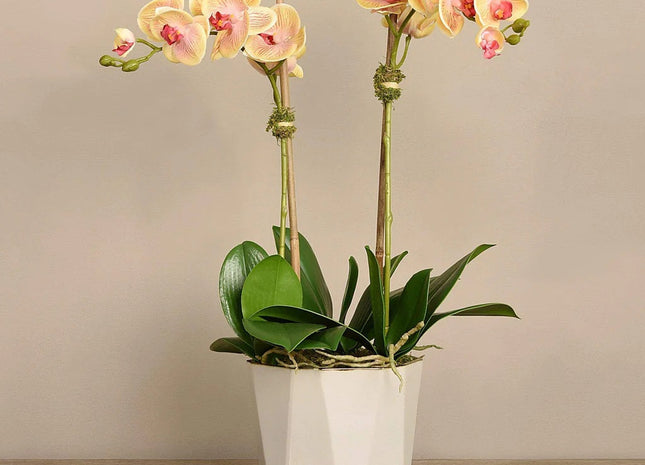 Linen Obsession "Sleek Geometric Pot" Orchid Plant in Yellow
