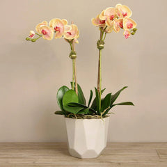 Linen Obsession "Sleek Geometric Pot" Orchid Plant in Yellow