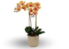 Linen Obsession "Orchid" Yellow in Gold Patterned Pot