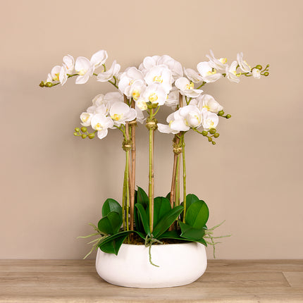 Linen Obsession "Orchid" Plant