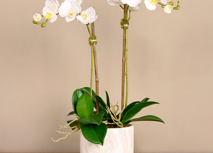 Linen Obsession "Orchid Marble" Plant