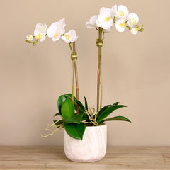 Linen Obsession "Orchid Marble" Plant
