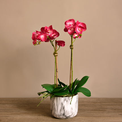 Linen Obsession "Orchid Marble" Plant